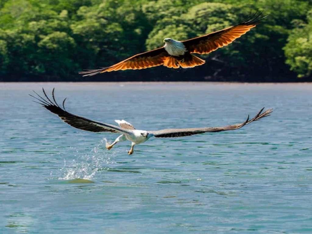 Eagle Watching Point