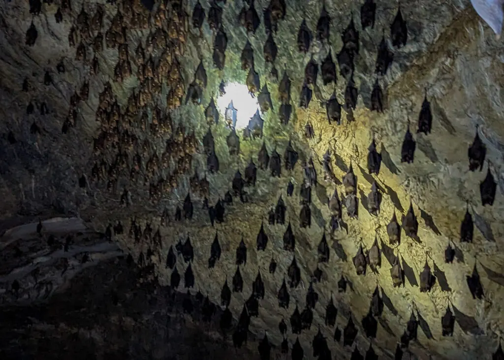 Bat Cave