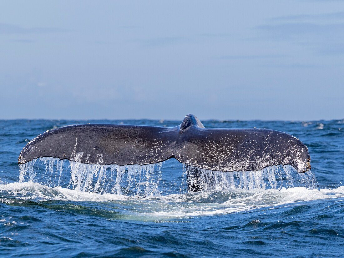 Your experience at Monterey Bay Whale Watching