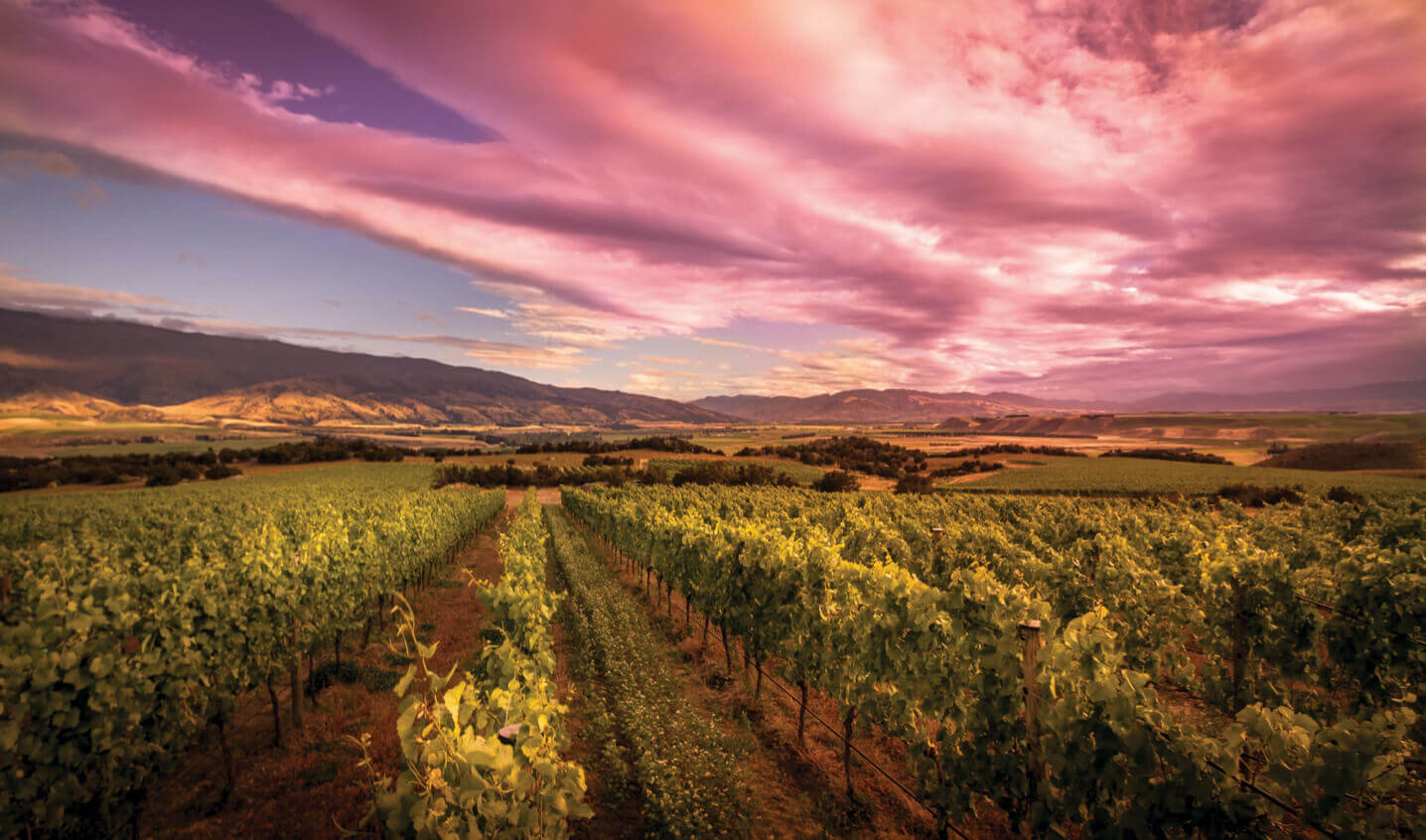 Vineyard Rows