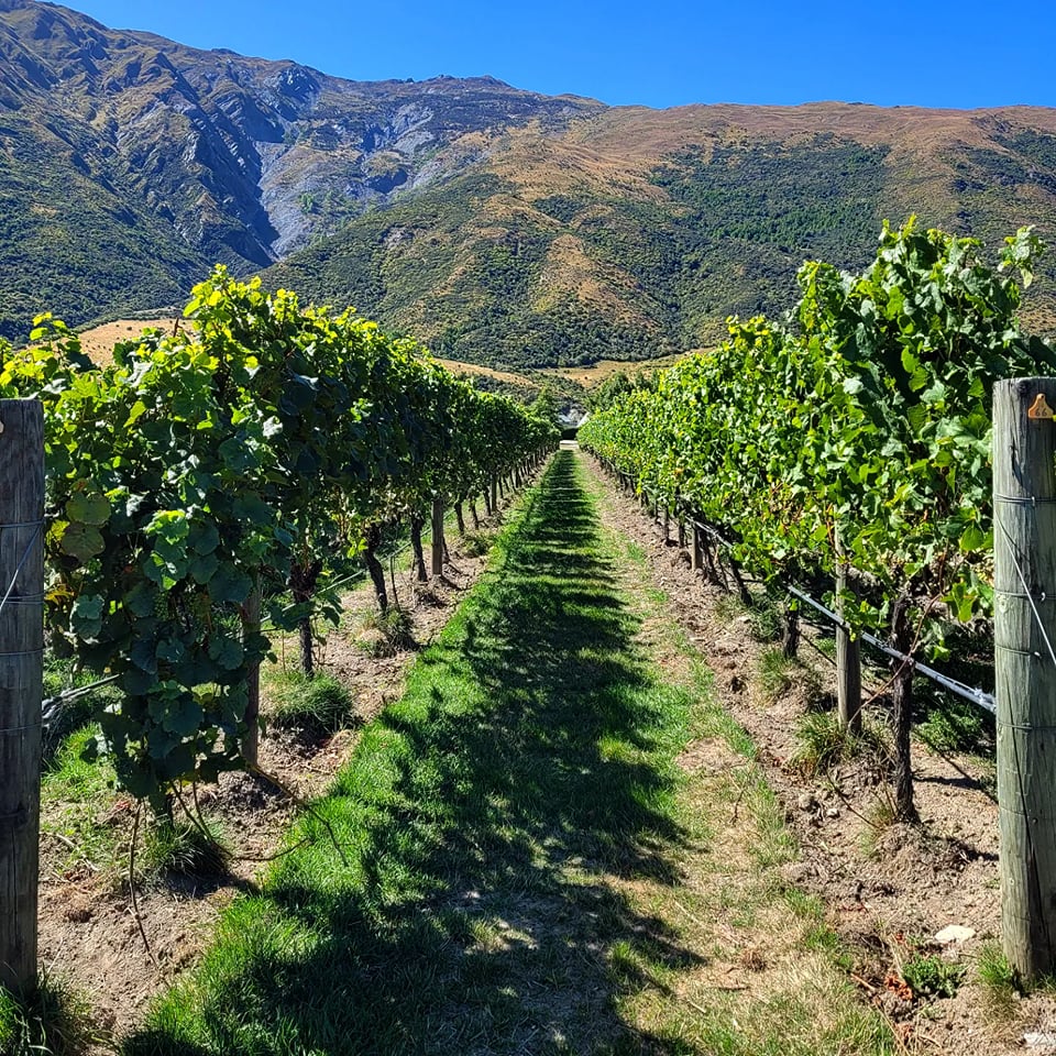 Wine Tasting Tour Queenstown Experience