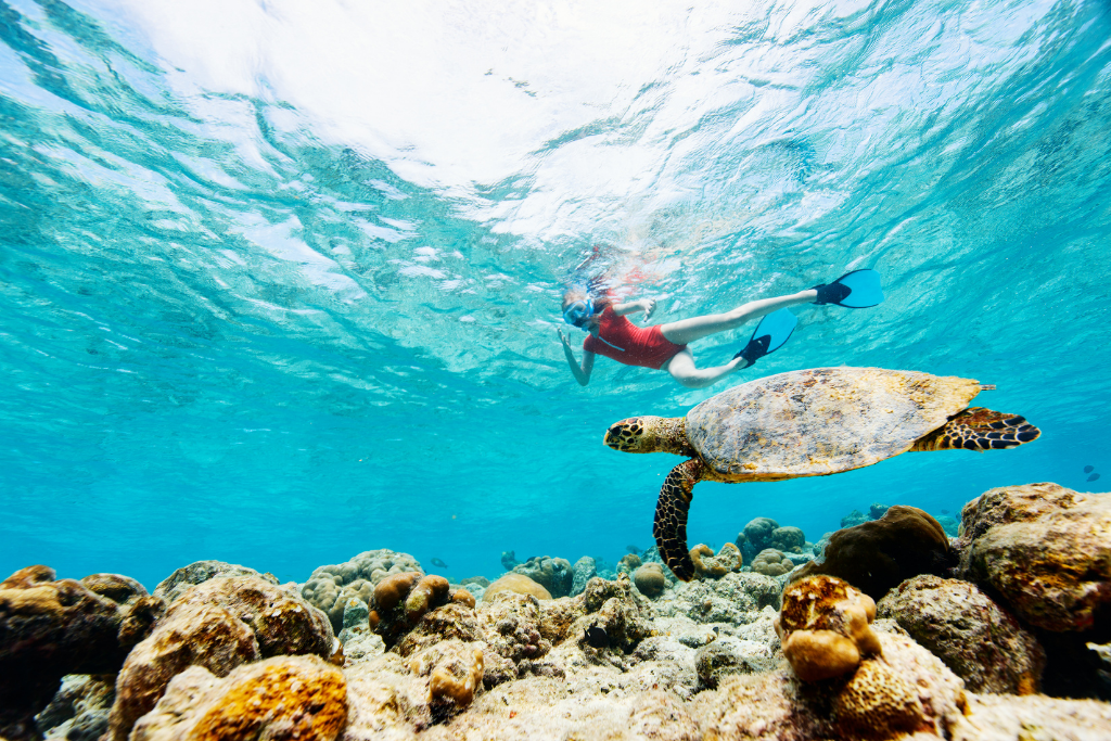 Nassau Snorkeling With Turtles