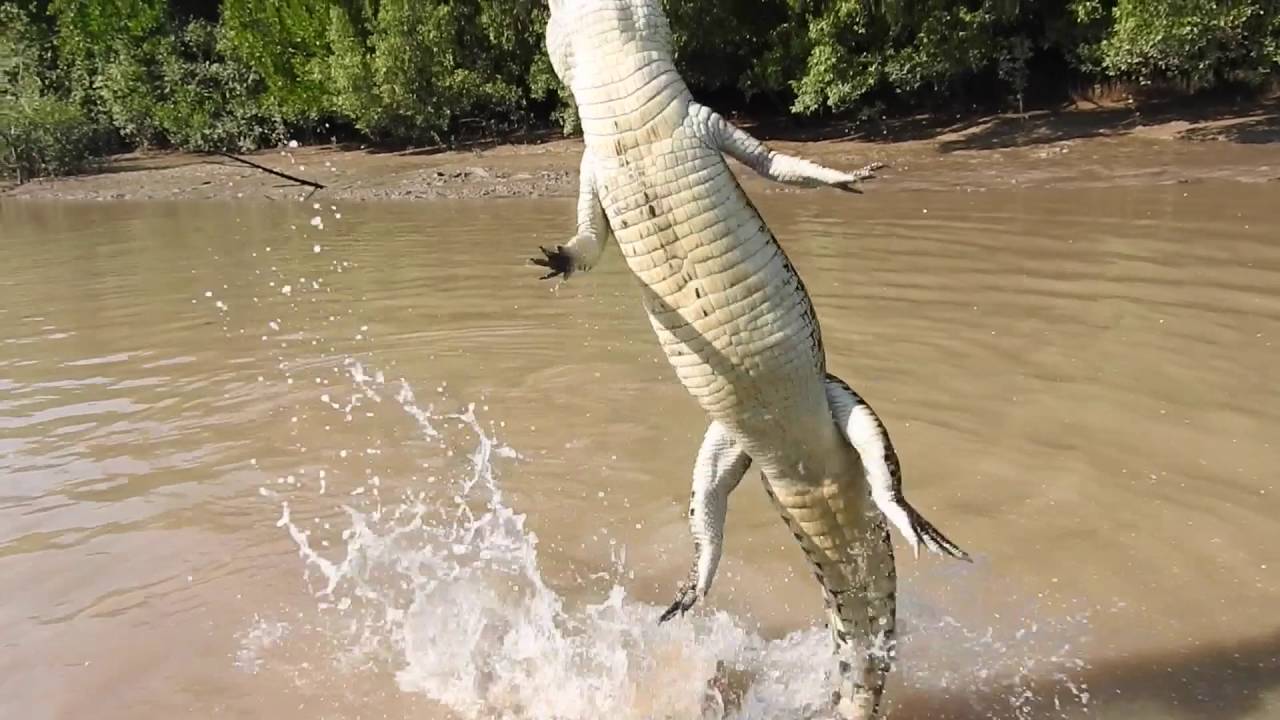 Jumping Crocodile Cruise from Darwin Experience