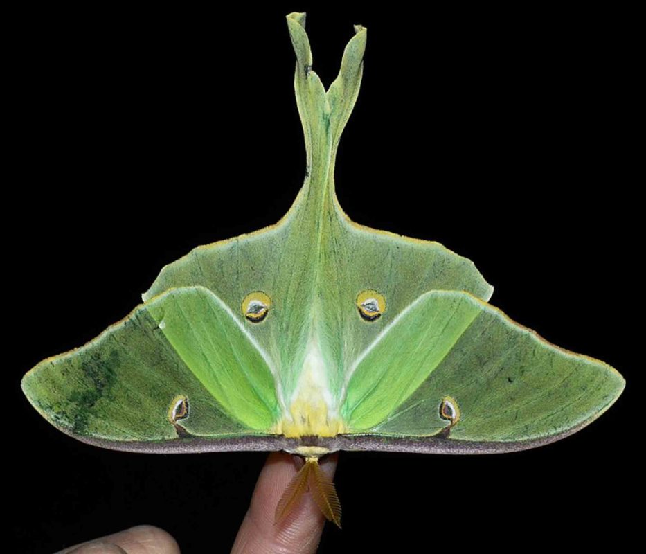 Nocturnal Insects