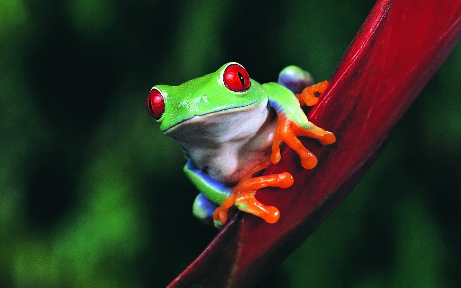 Red-eyed Tree Frog