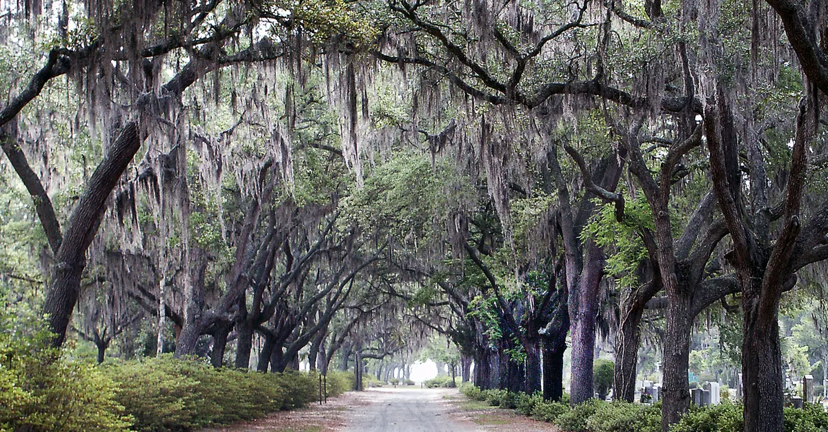 Bonaventure Cemetery Golf Cart Tour Overview