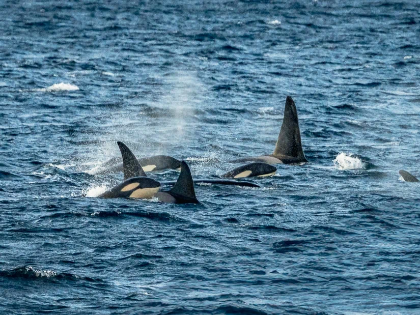 Whale Sighting