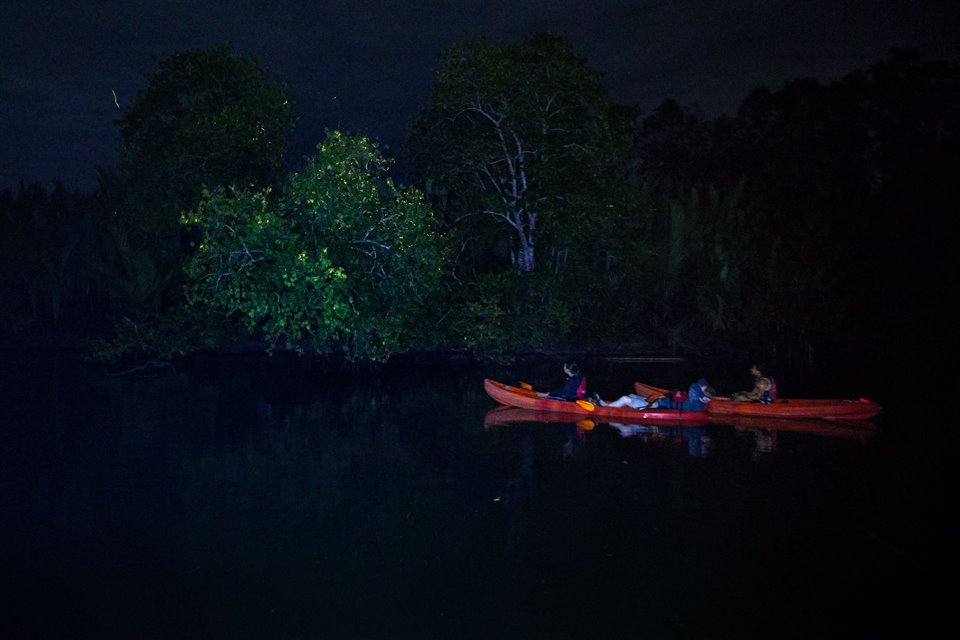 Your experience at Firefly Watching Puerto Princesa