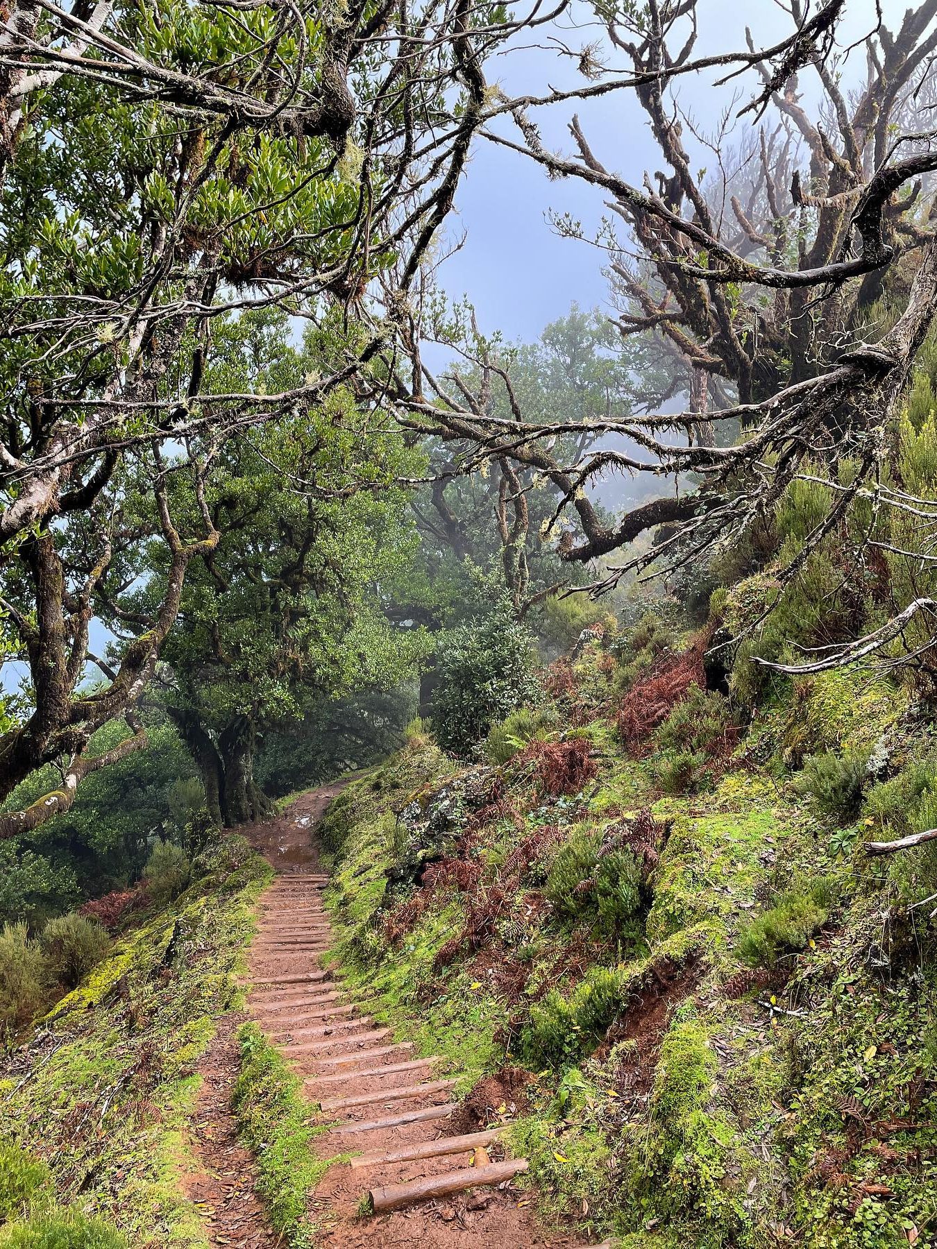 Fanal Forest Hike