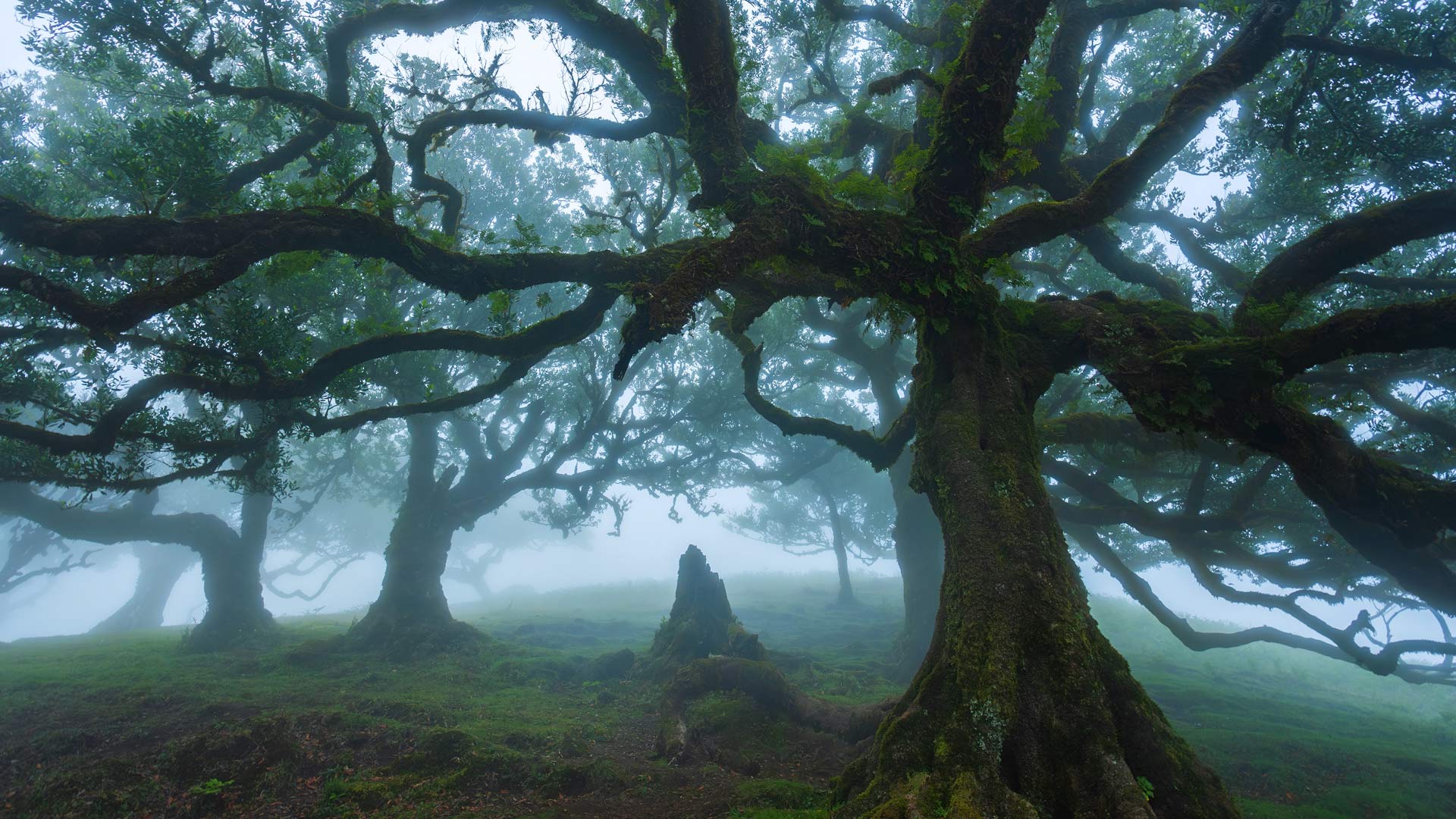 Fanal Forest Hike Through Ancient Laurel
