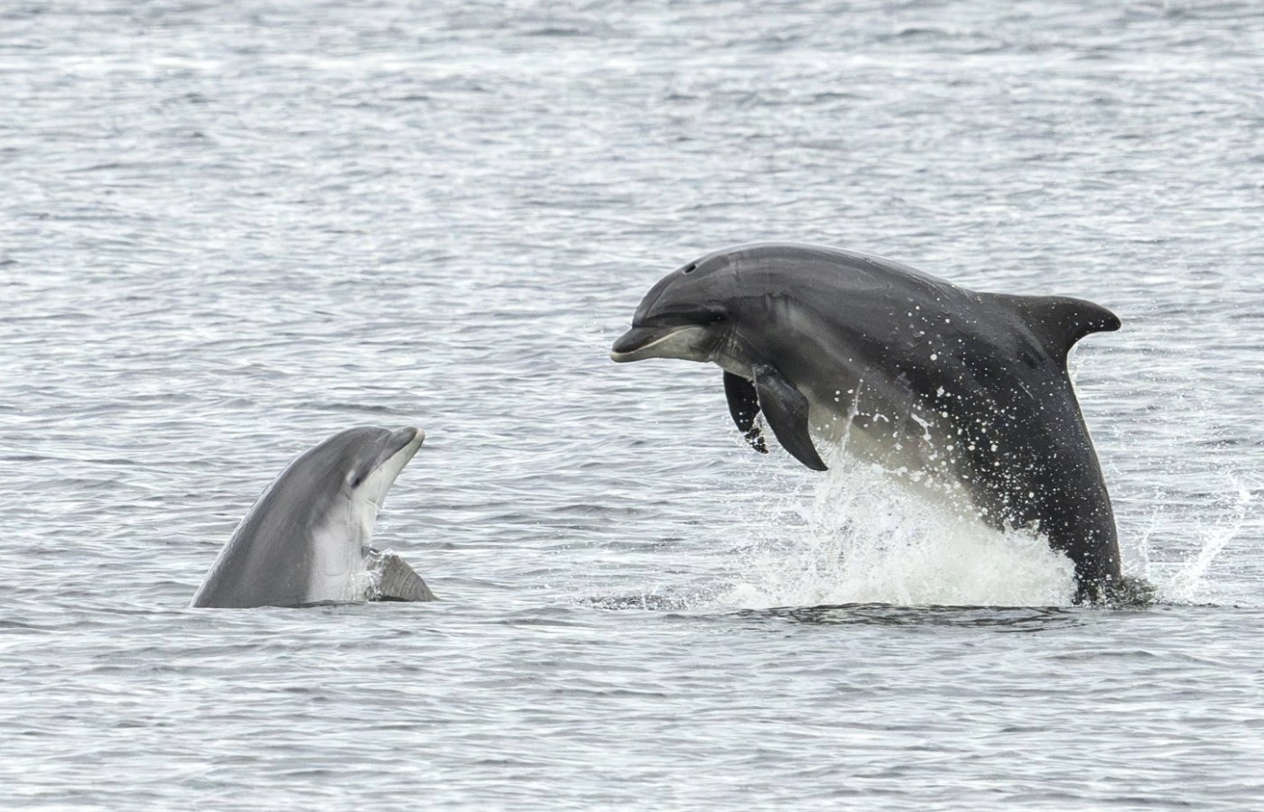 Your experience at Tarpon Springs Dolphin Cruise