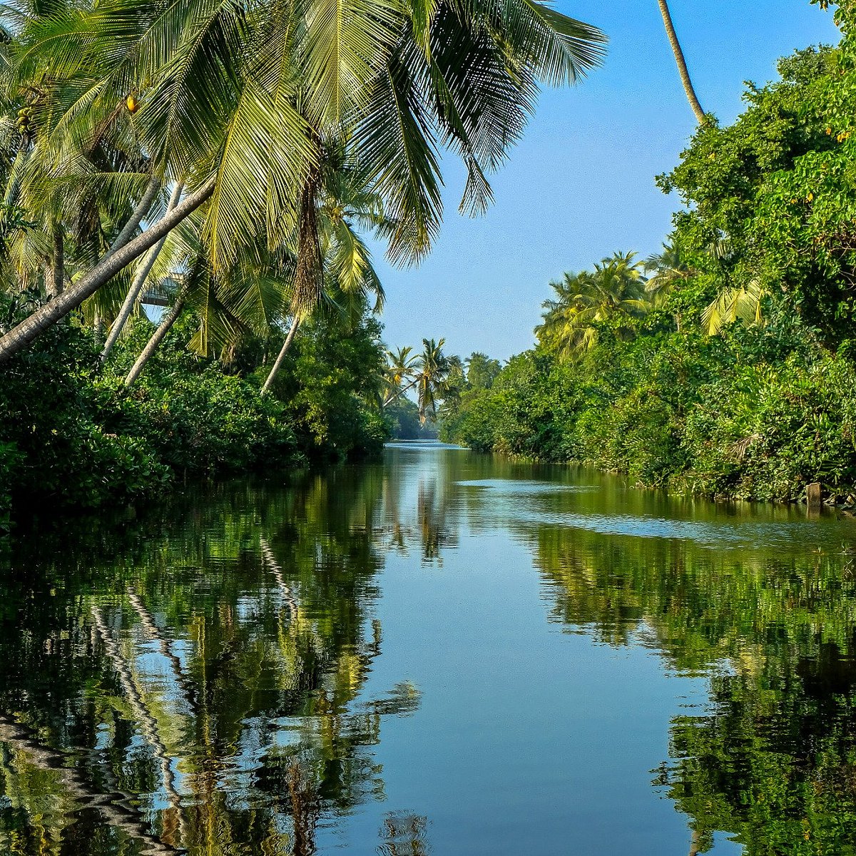 Muthurajawela Boat Tour Through Wetland Sanctuary