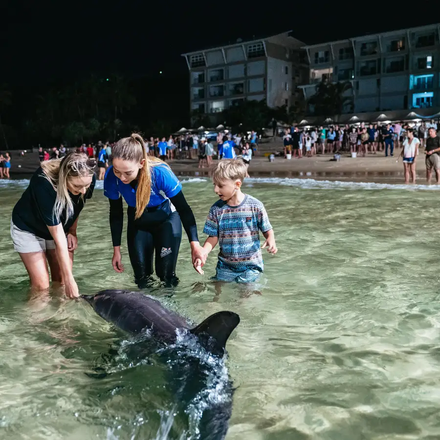 Wild Dolphin Feeding