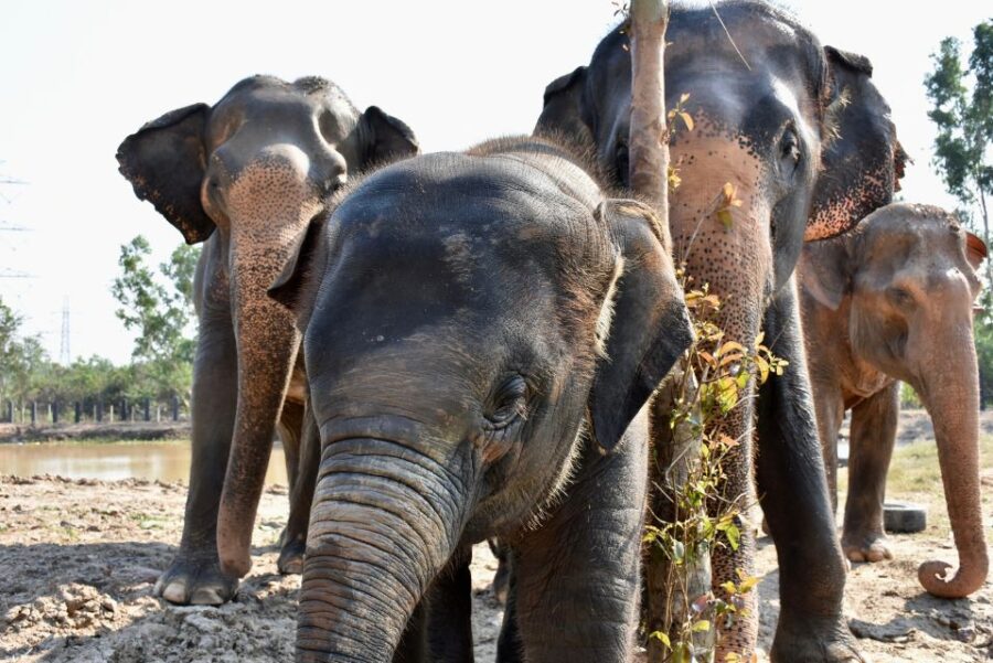 Wildlife Rescue Center Hua Hin Tour
