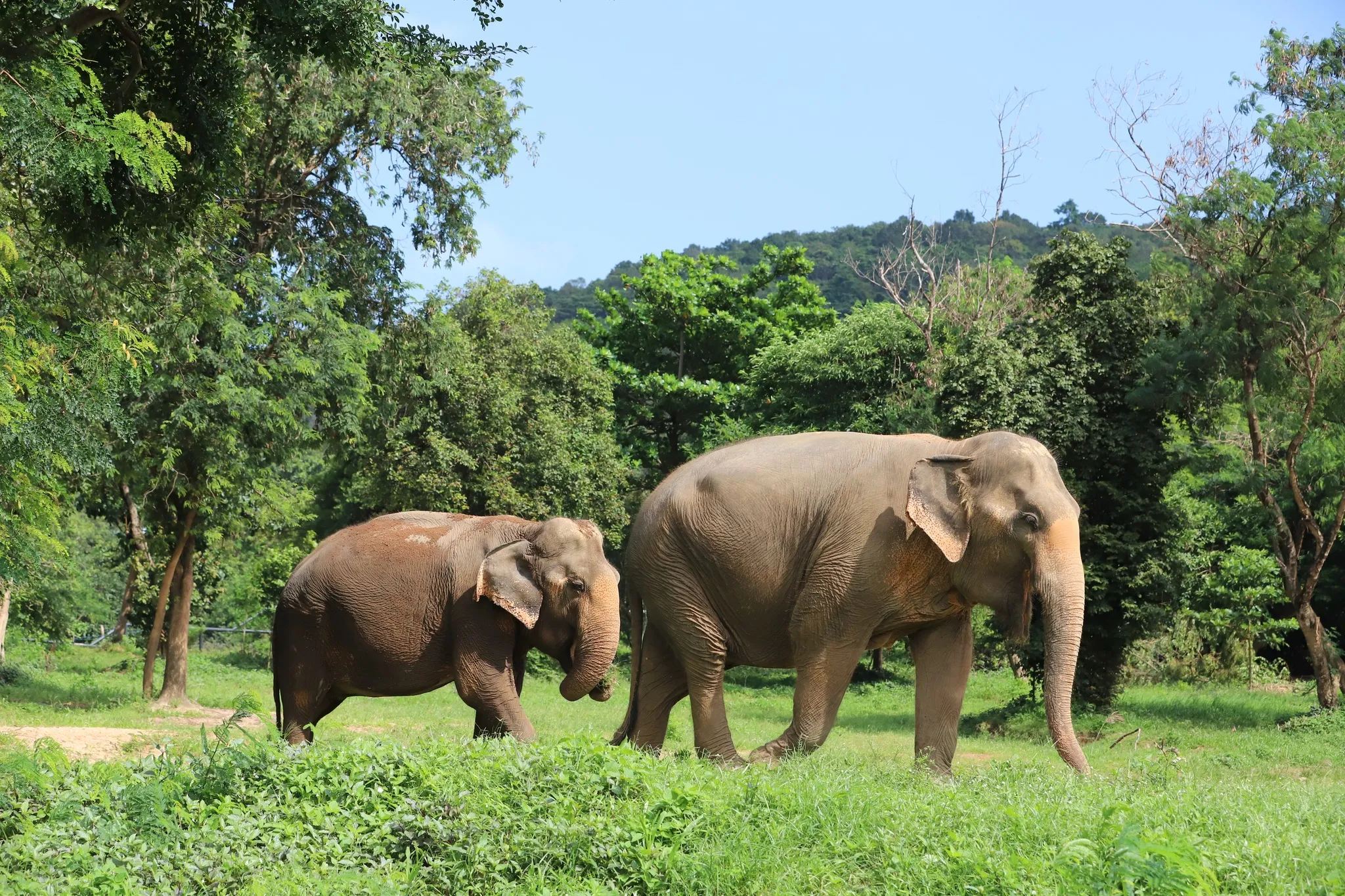 Wildlife Rescue Center Hua Hin Tour Overview