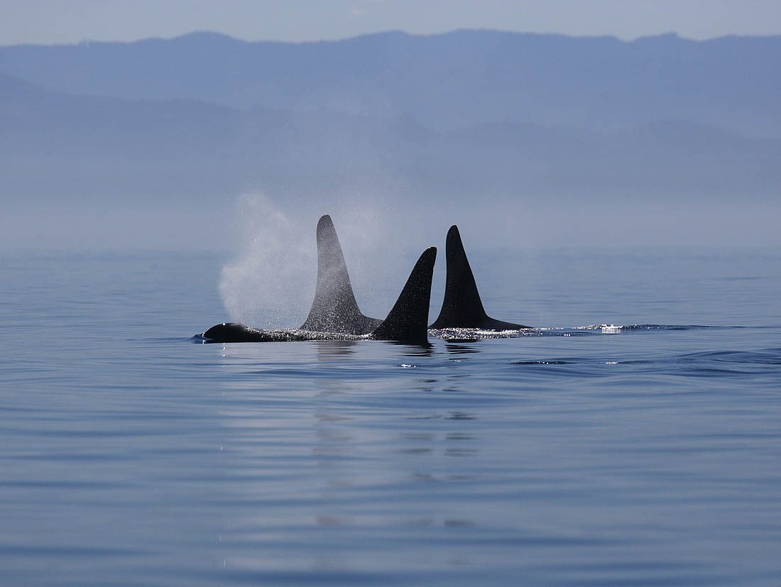 Your experience at Telegraph Cove Whale Watching