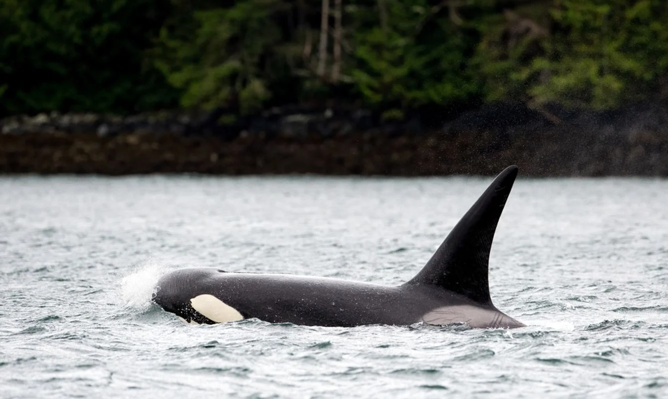 Johnstone Strait