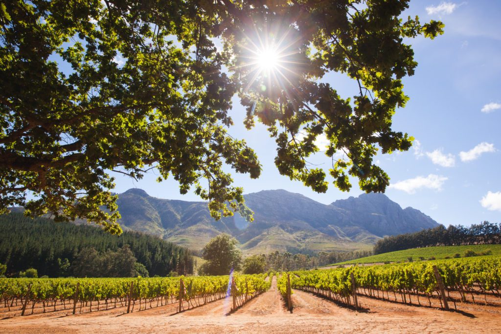 Delheim Wines