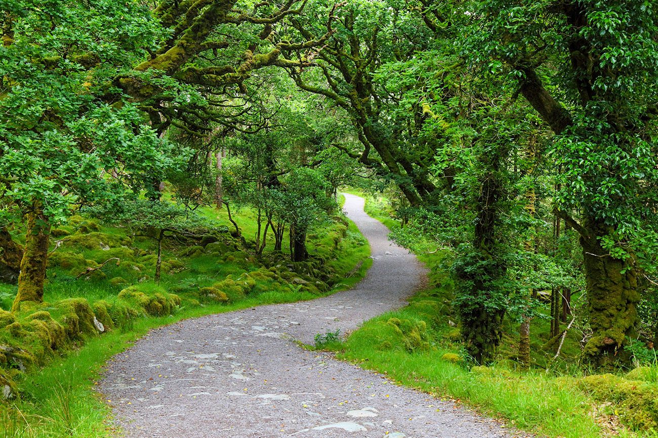 Horse Riding Killarney National Park Experience