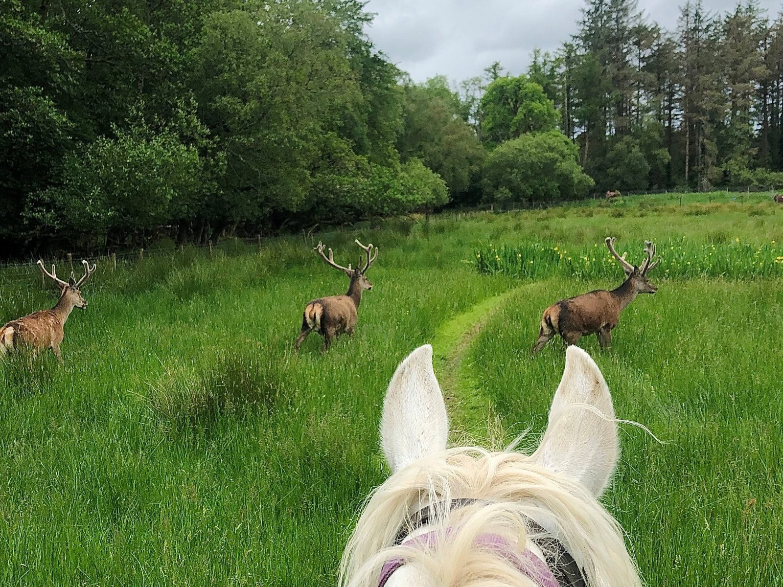Deer Park Forest