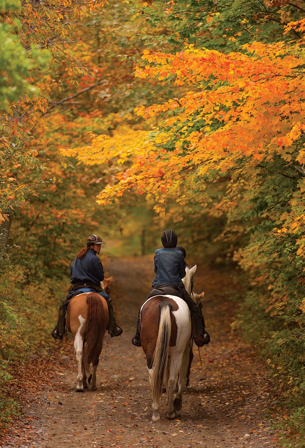 Your experience at Horse Riding Killarney National Park