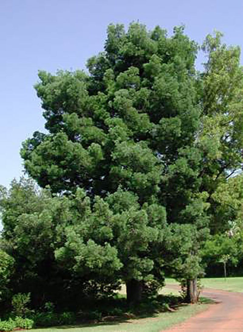Ancient Outeniqua Yellowwood