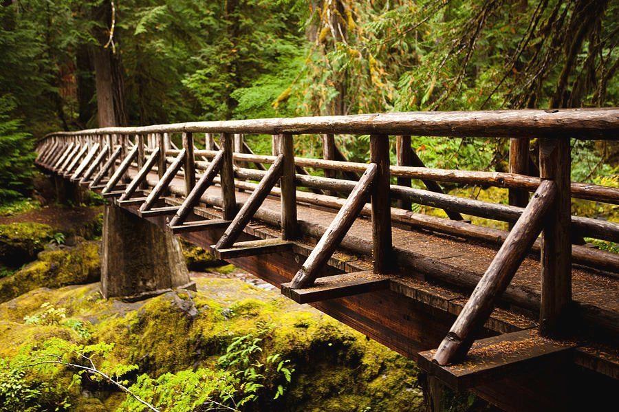 Forest Canopy Bridge