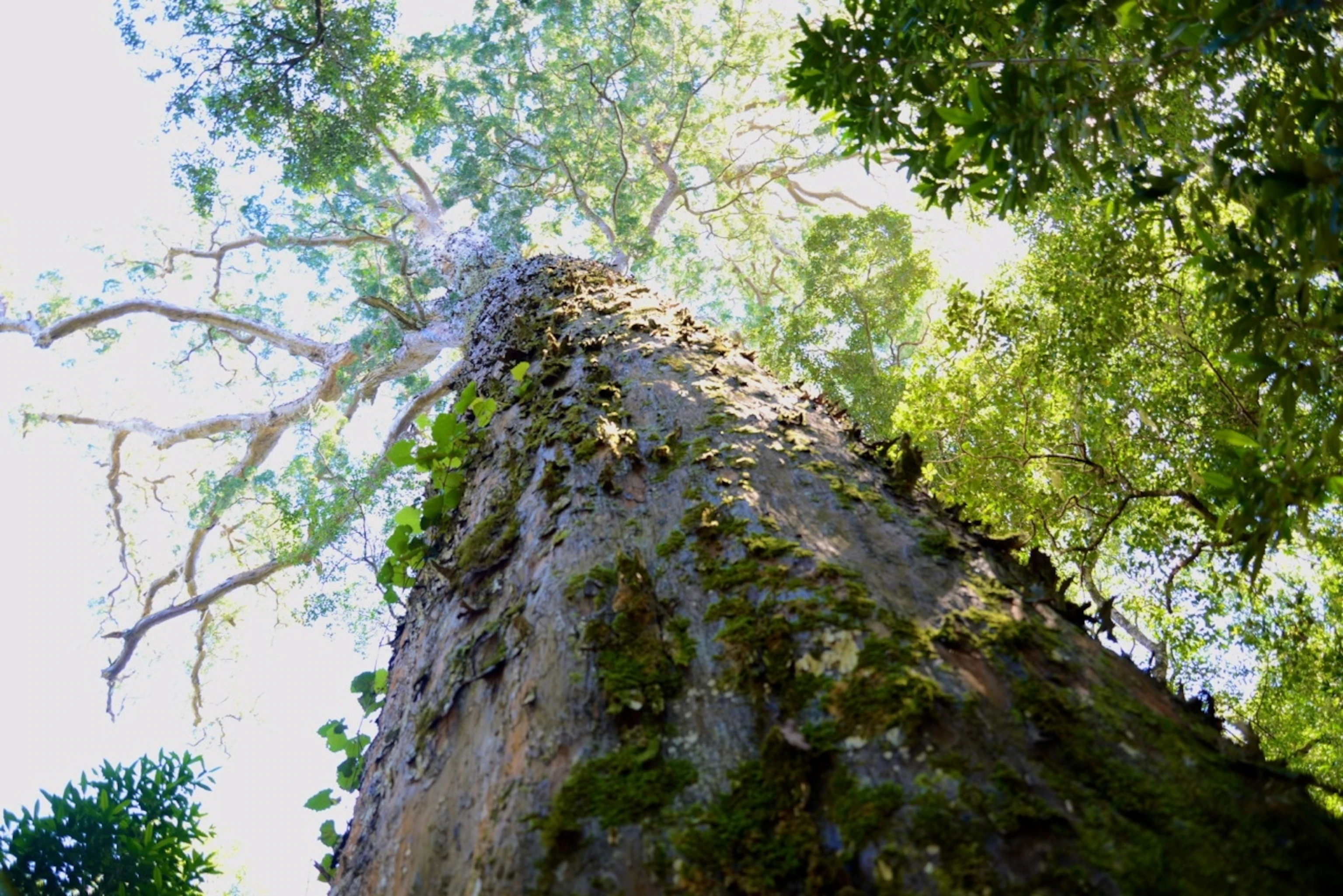 Quad Bike Tour Knysna Forest Experience