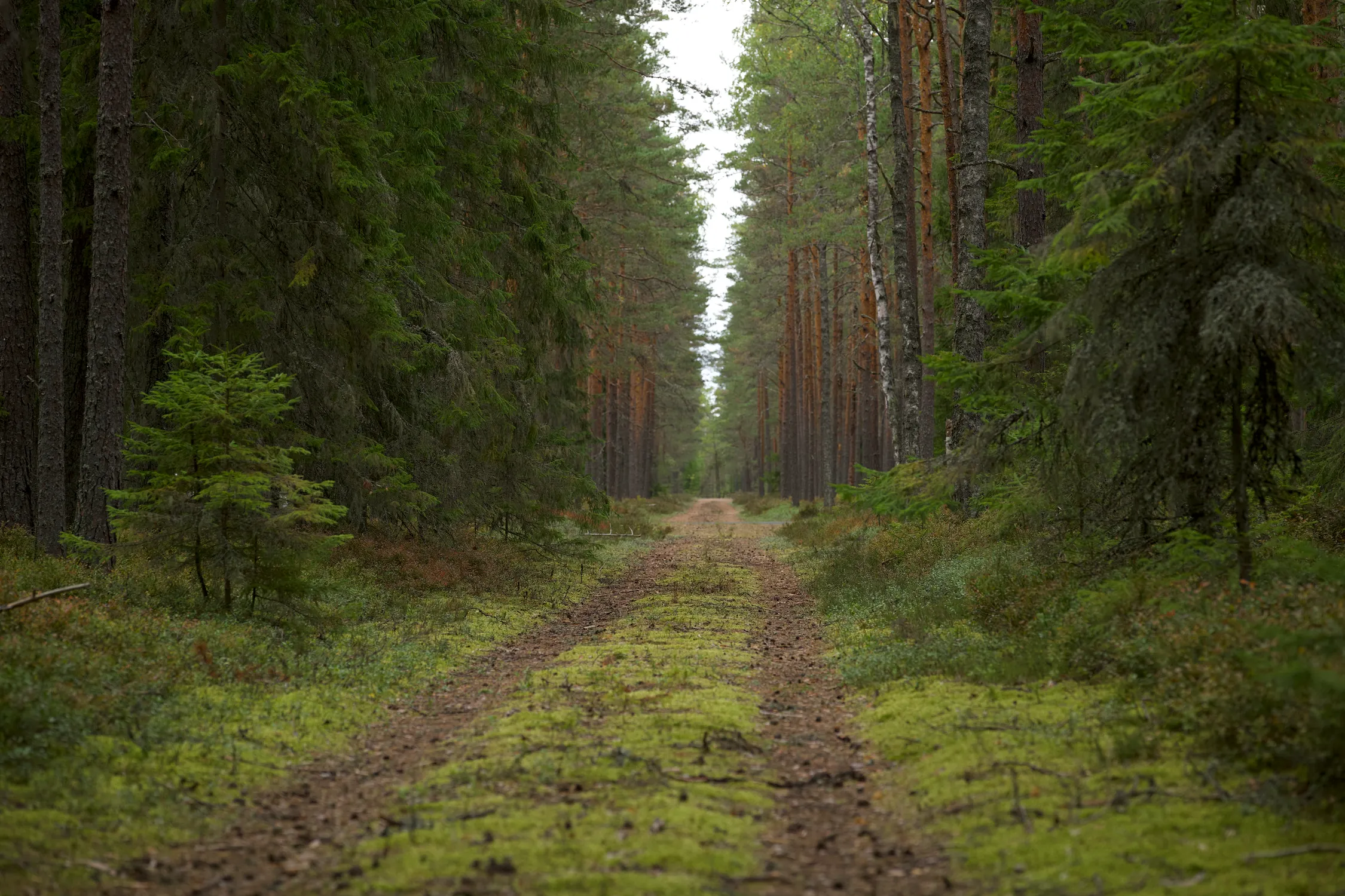 Elephant Path Trails
