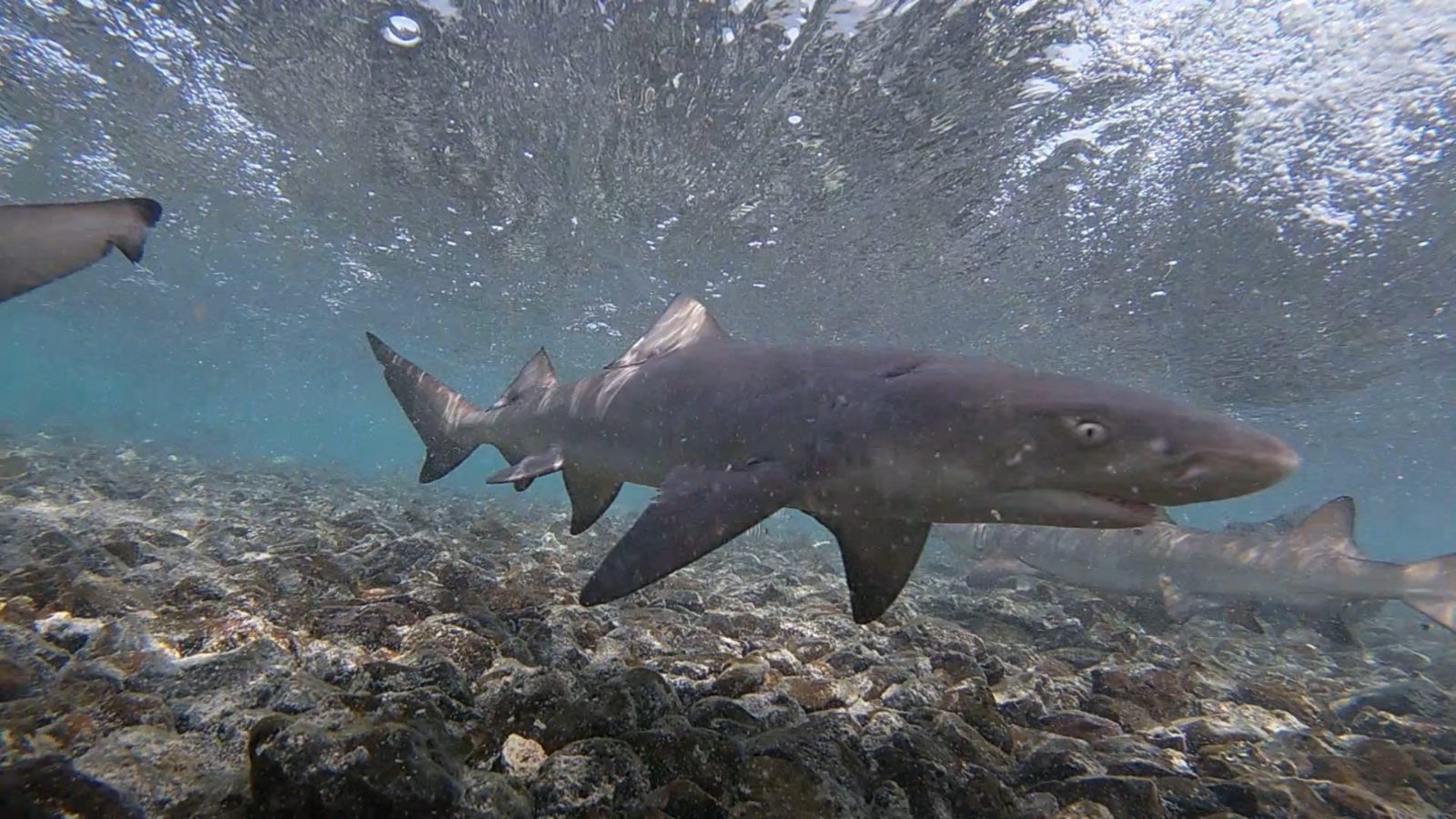 Lemon Shark Tour Sal