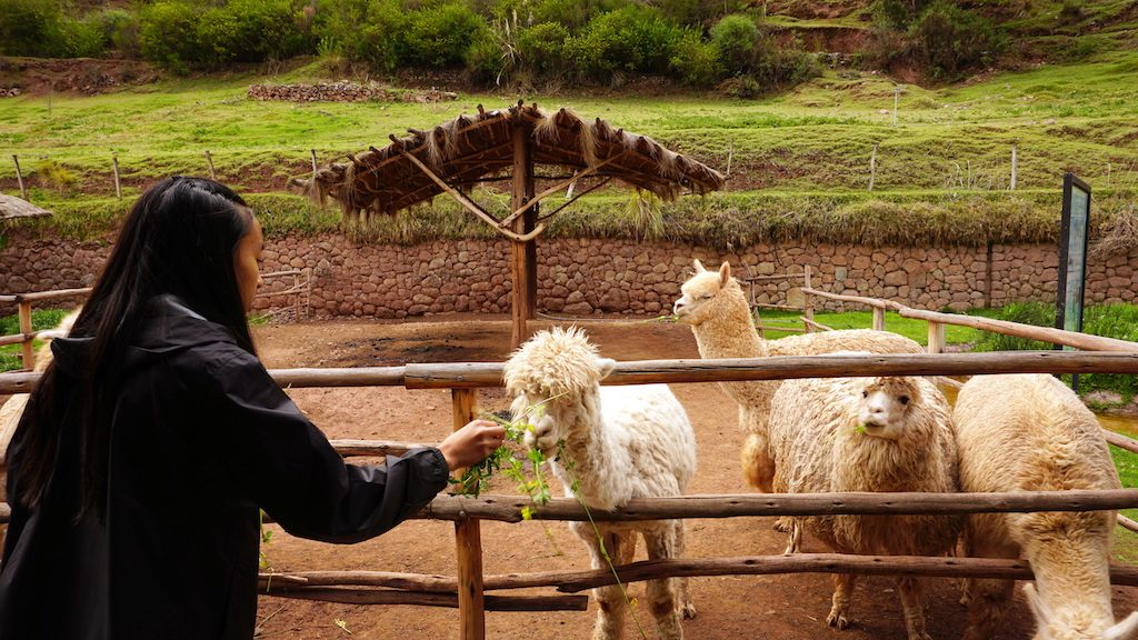 Your experience at Weaving Workshop Cusco