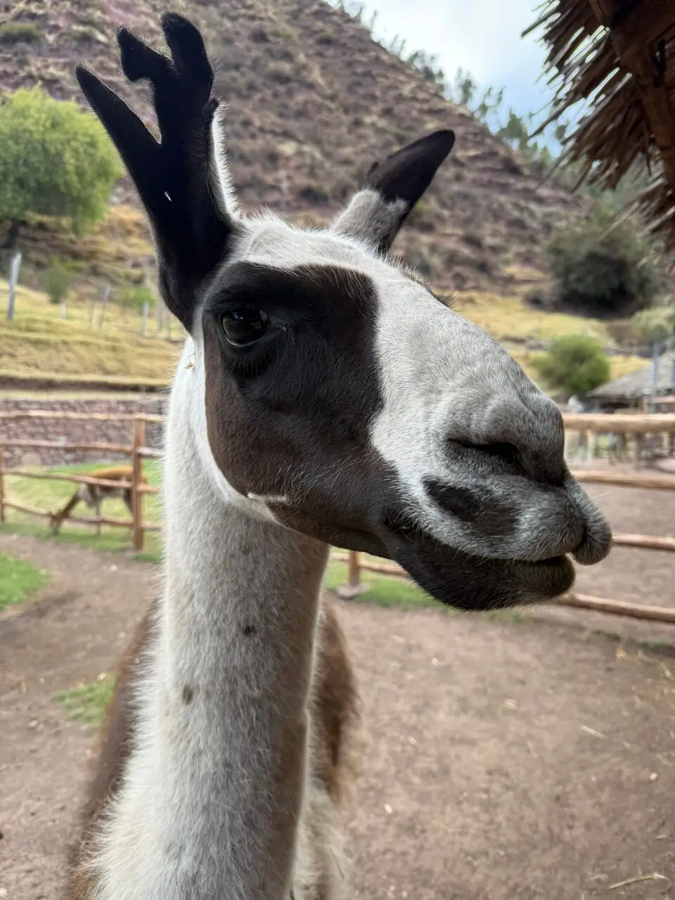 Camelid Paddock