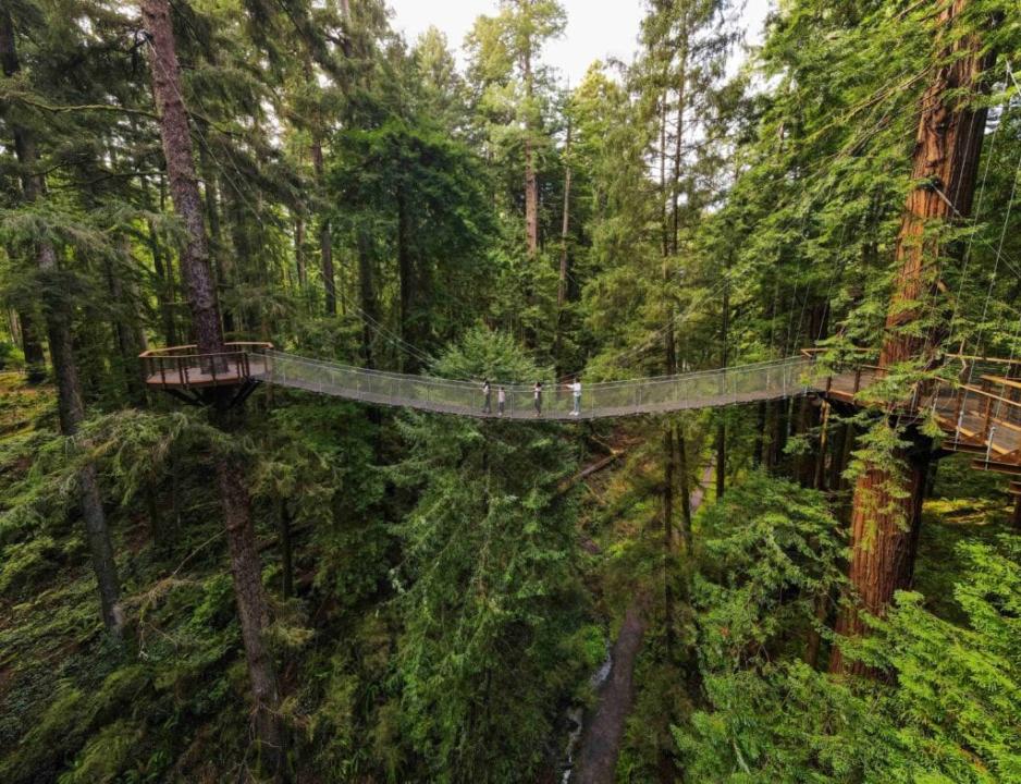 Redwoods Tree Walk Rotorua Overview