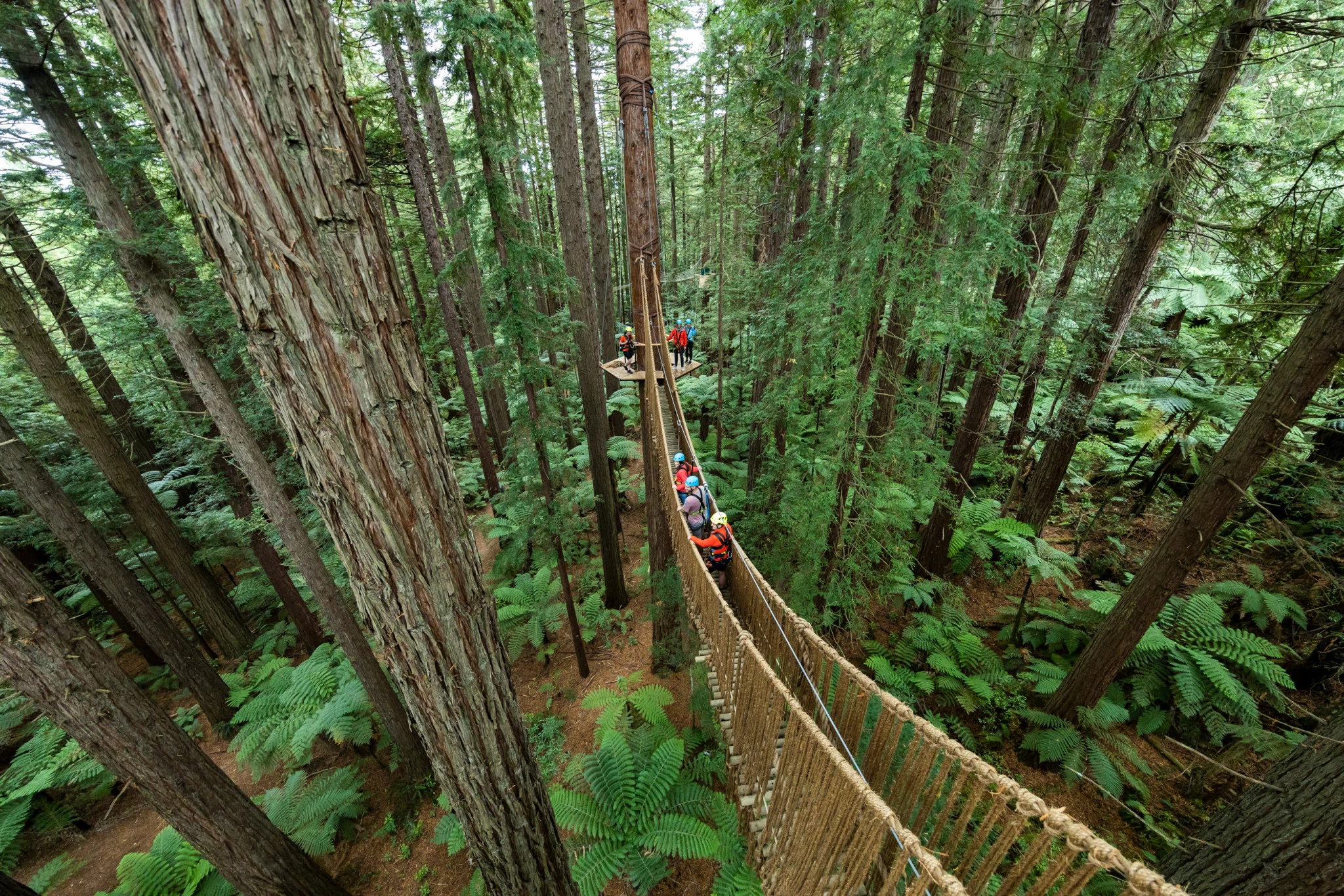 Redwoods Tree Walk Rotorua