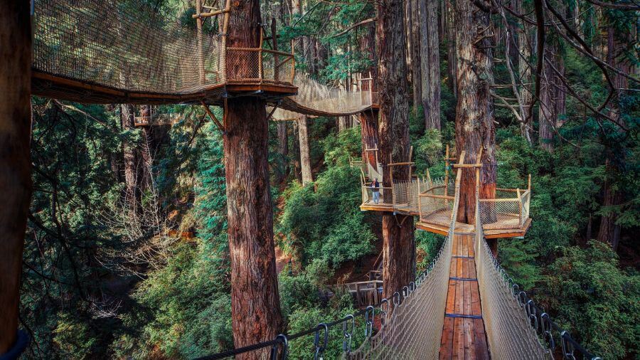 Your experience at Redwoods Tree Walk Rotorua