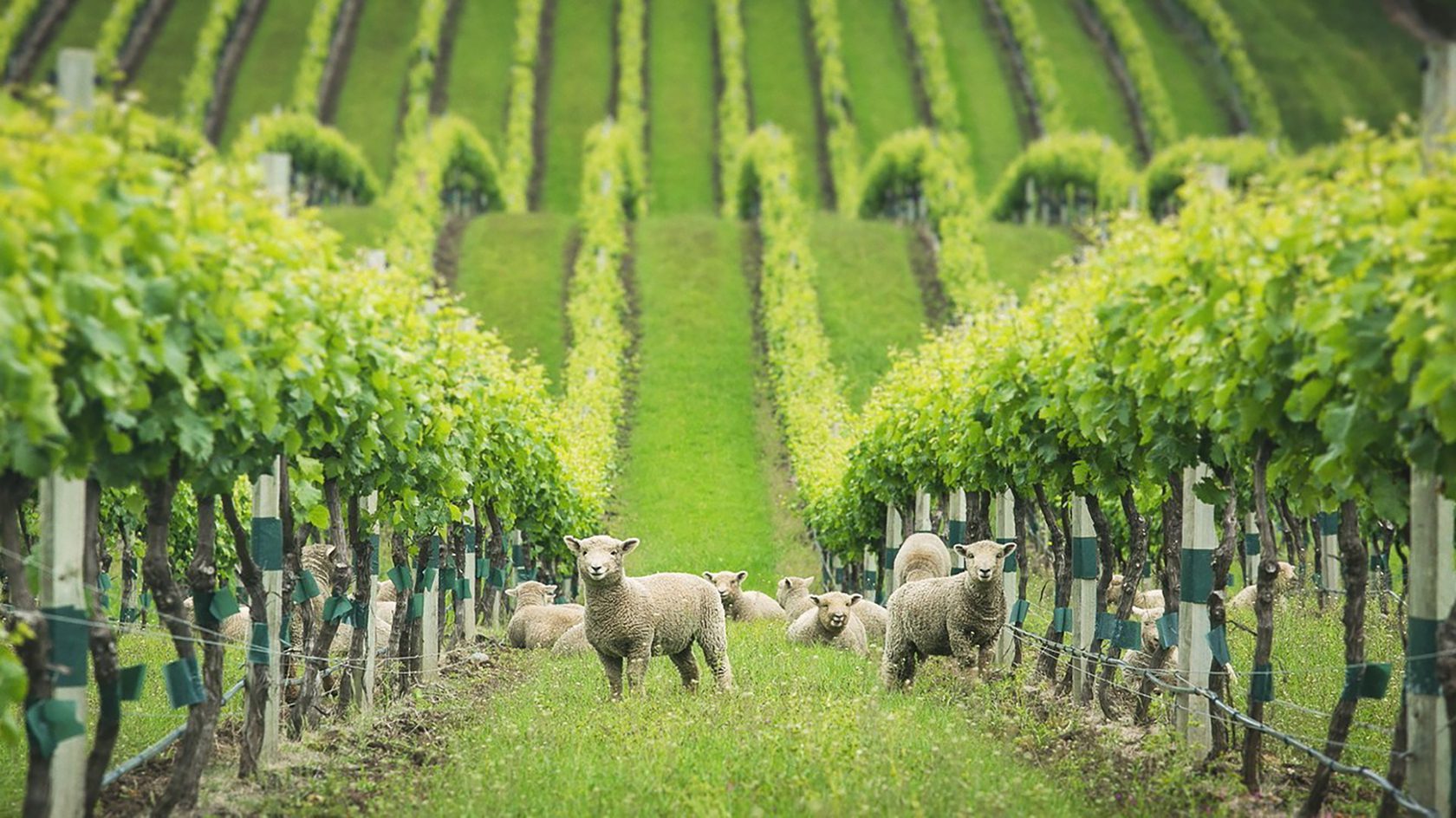 Biodynamic Vineyards