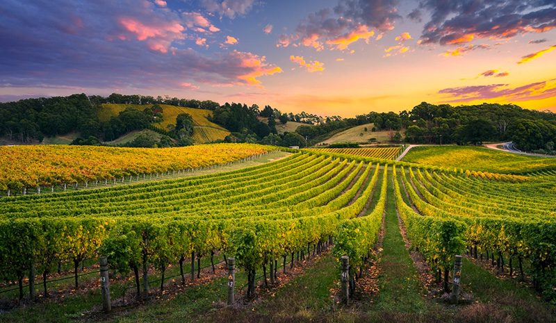 Mclaren Vale Wine Tours From Adelaide
