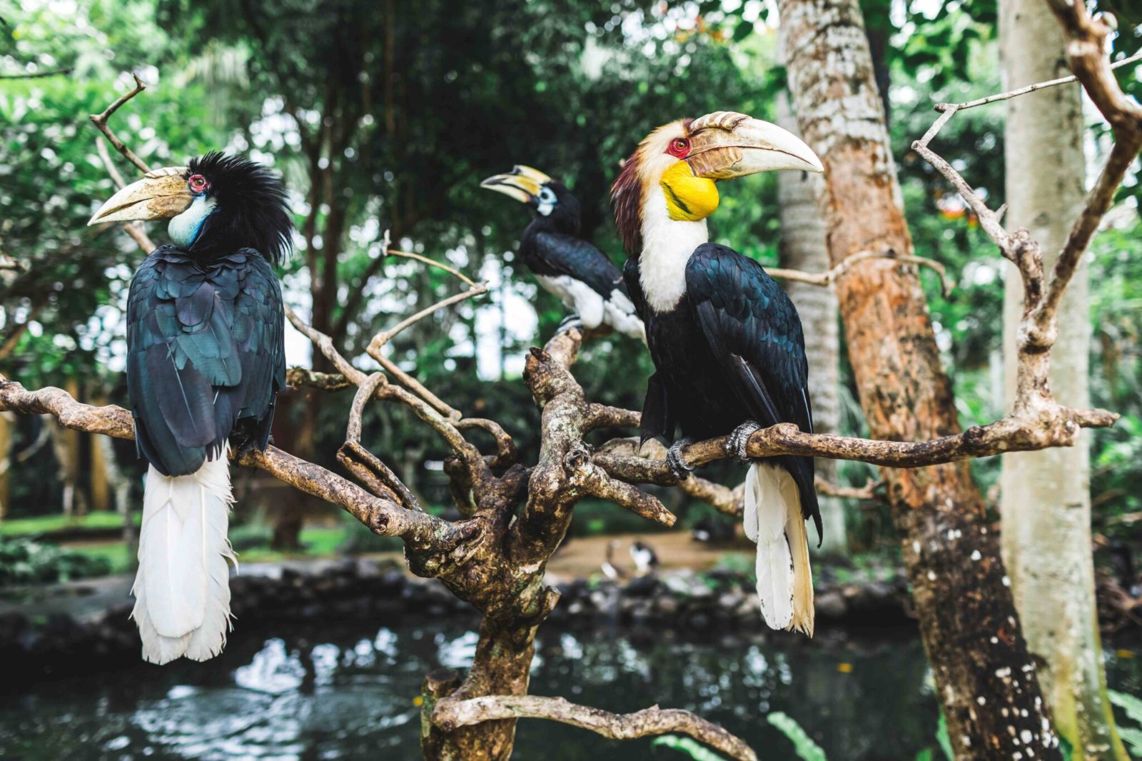 Bali Bird Park