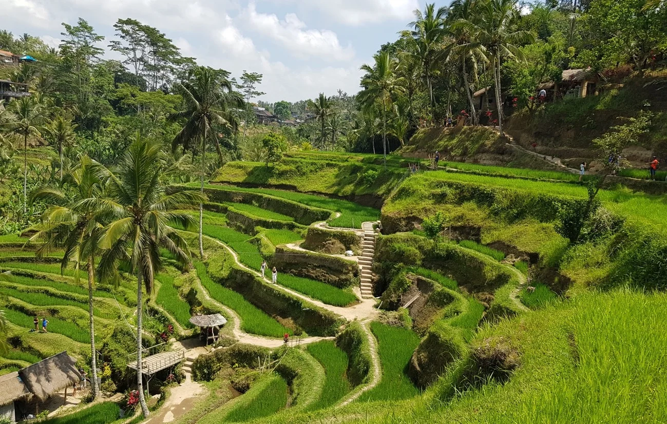 Rice Field Paths