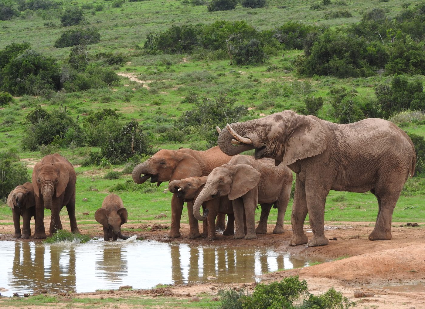 Addo Elephant Park Day Safari