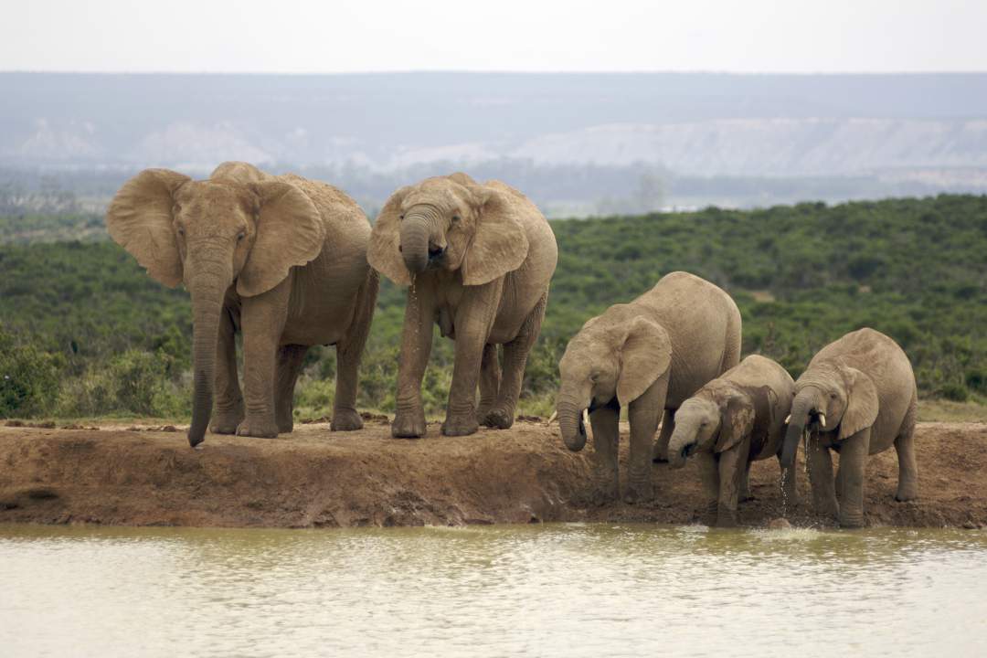 Addo Elephant Park Day Safari Experience