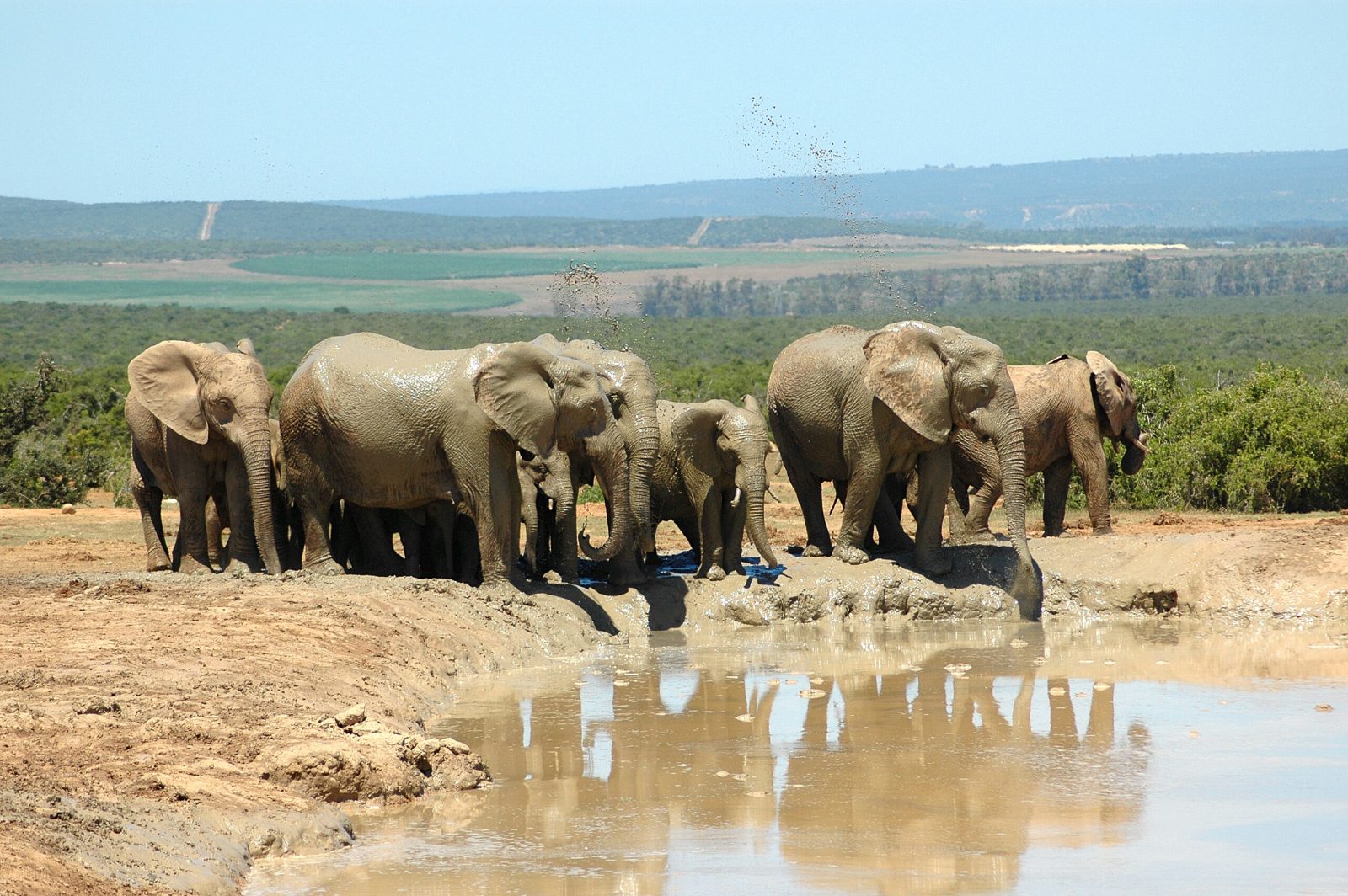 Your experience at Addo Elephant Park Day Safari