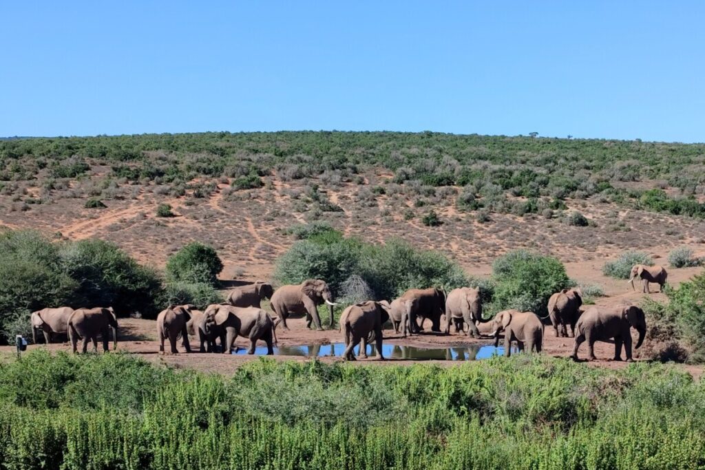 Main Camp Waterhole