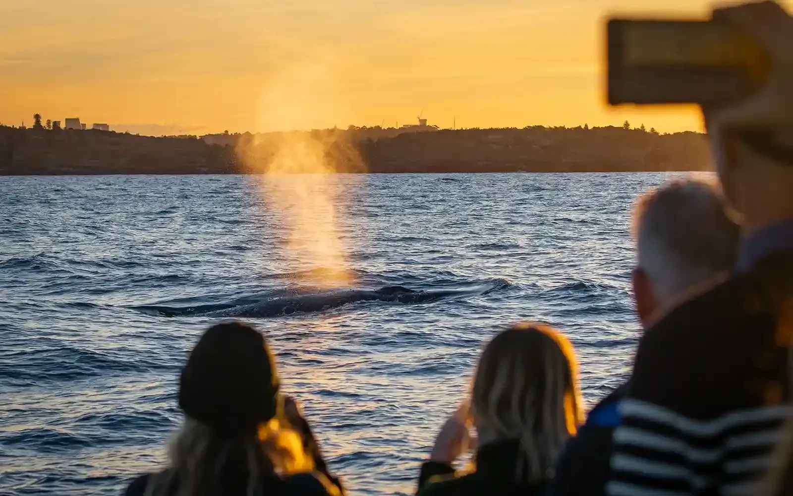Tromso Silent Whale Watching Tour