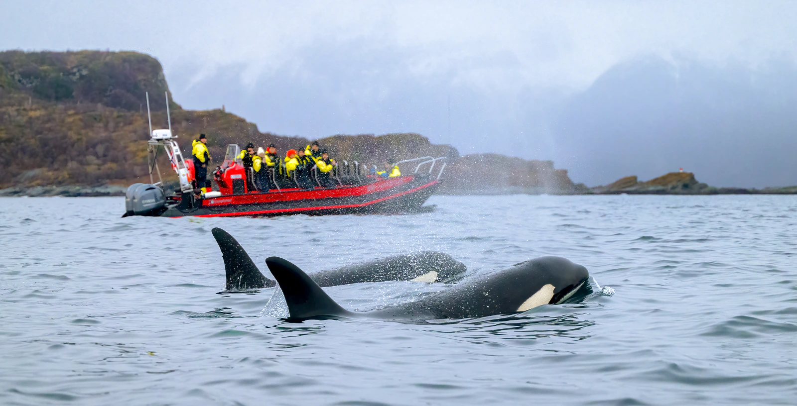 Silent Whale Watching