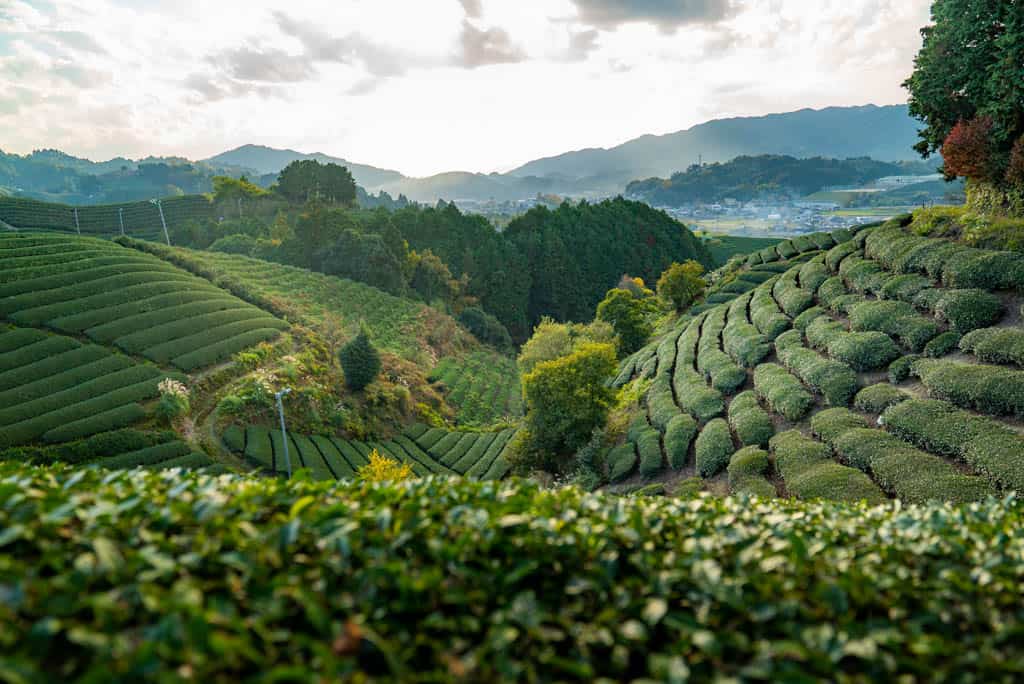 Tea Cultivation Display
