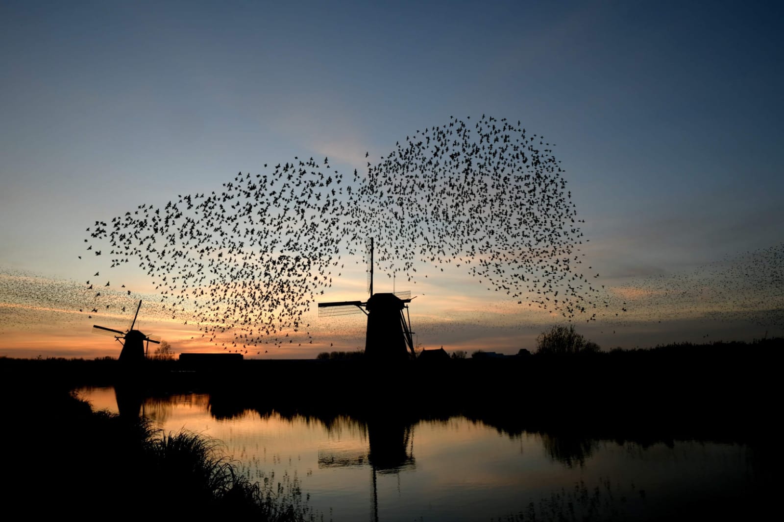 Bird Theatre