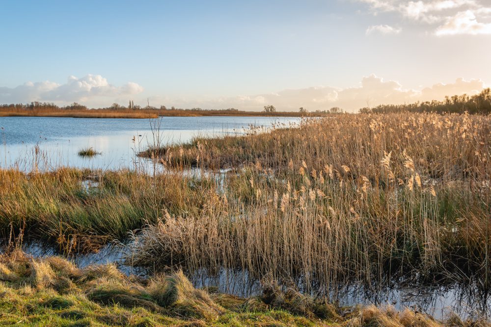 Freshwater Tidal Wetlands