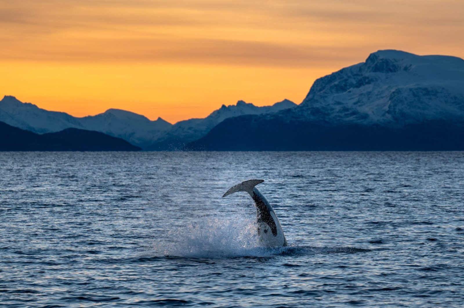 Kvænangen Fjord