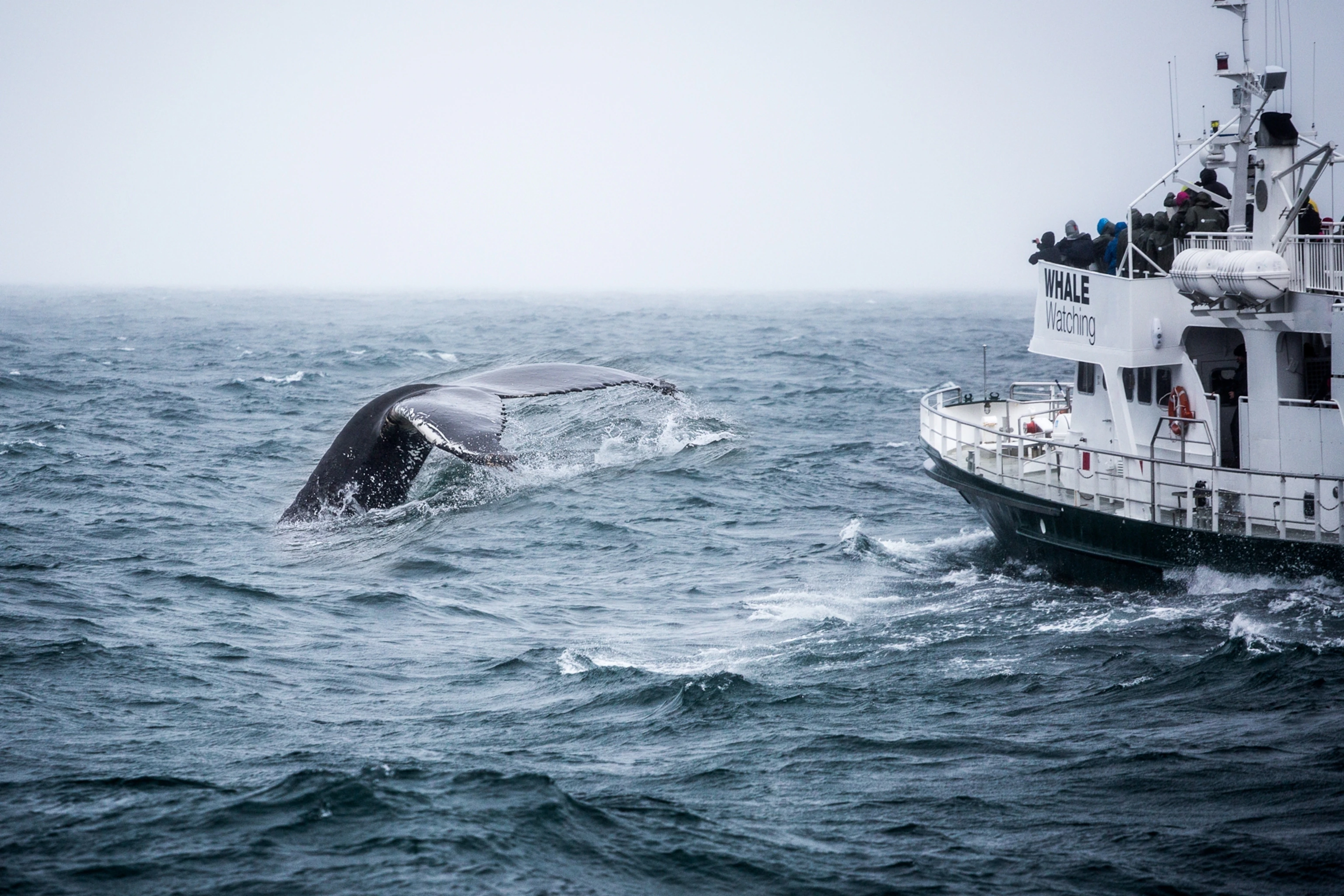 Tromso Private Whale Watching